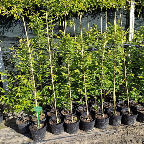 Grab kolumnowy Frans Fontaine