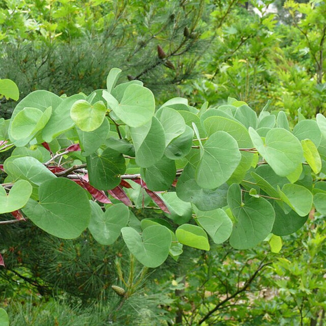 Judaszowiec wschodni (C2)