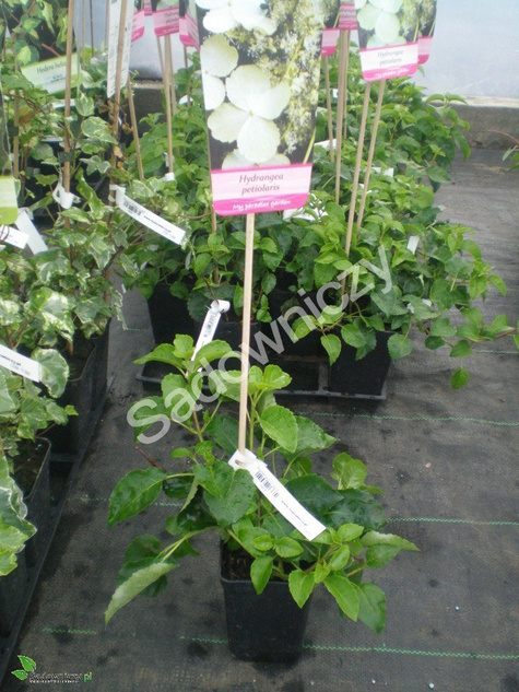 Hortensja pnąca (C2)