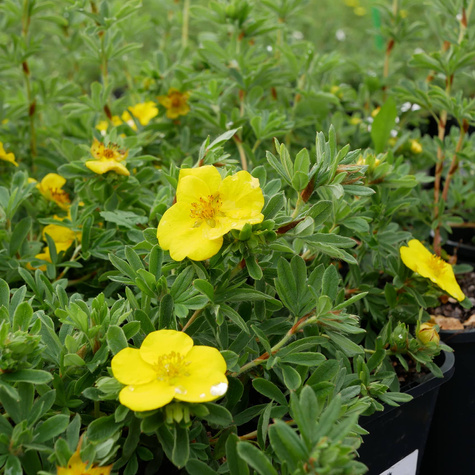 Pięciornik krzewiasty 'Goldstar' (C1.7)