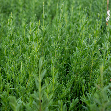 Lawenda wąskolistna Ellagance purple (C2)