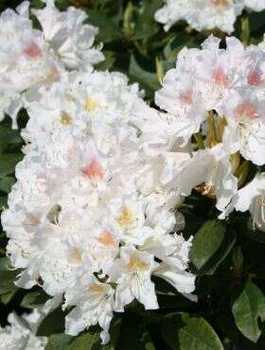 Rododendron Różanecznik biały (C2)