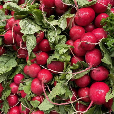 Nasiona otoczkowane Rzodkiewka Carmen 300 ziaren