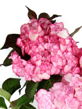 Hortensja ogrodowa 'You and me Miss Saori' (P9)