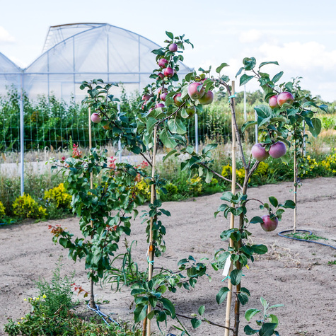 Jabłoń Liberty Parchoodporna Plant Pack
