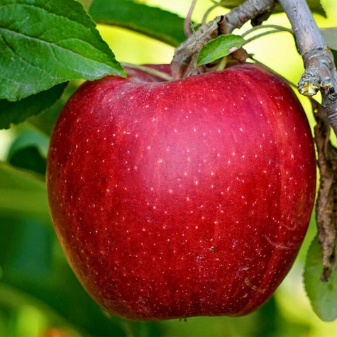 Jabłoń Cosmic Crisp Plant Pack