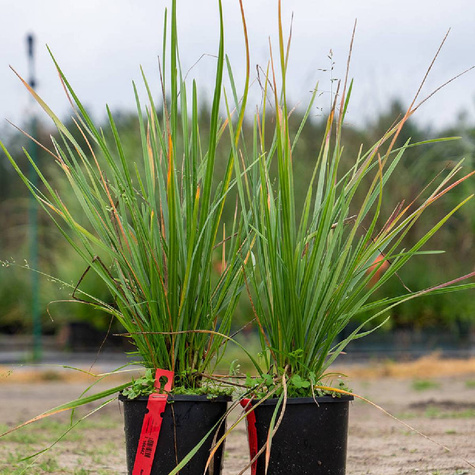 Sesleria Heuflera o czarnych kłosach (C2)