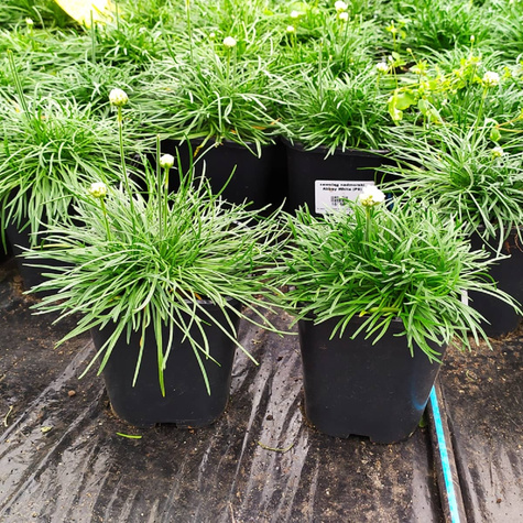 Zawciąg nadmorski Abbey White (C2)