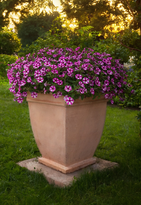 Surfinia Supertunia Mini Vista Pink Star samoczyszcząca