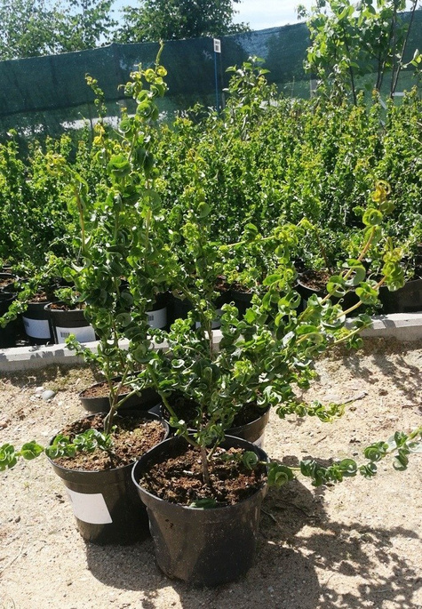 Wierzba babilońska Crispa (C2)