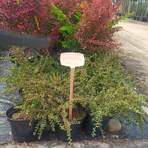 Irga purpurowa Variegatus (C2)