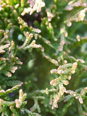 Żywotnik olbrzymi Copper Kettle (C2)