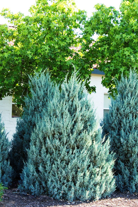 Jałowiec skalny Wichita Blue