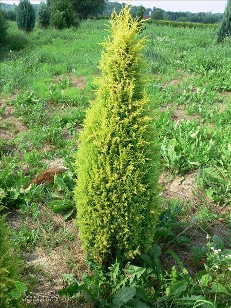 Jałowiec pospolity Suecica Aurea (P9)