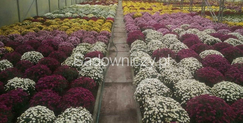 Chryzantema drobnokwiatowa czerwona (C2) DUŻA ROŚLINA