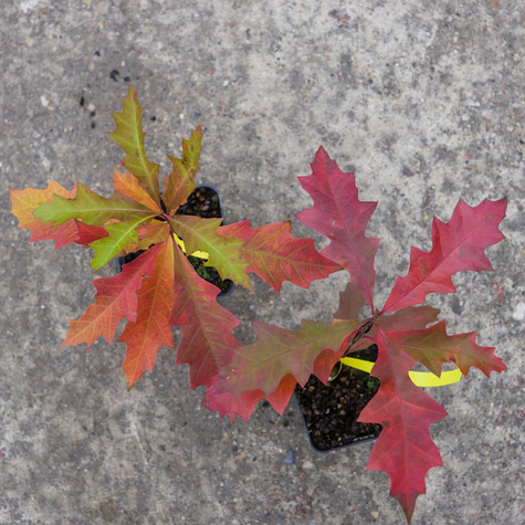 Dąb błotny Najszybciej rosnący (P9)