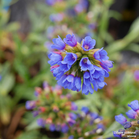 Miodunka długolistna (C2)