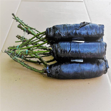 Róża rabatowa ŁOSOSIOWA w balocie