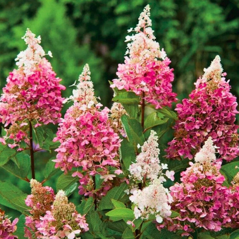 Hortensja bukietowa Pinky Winky (C1.7)