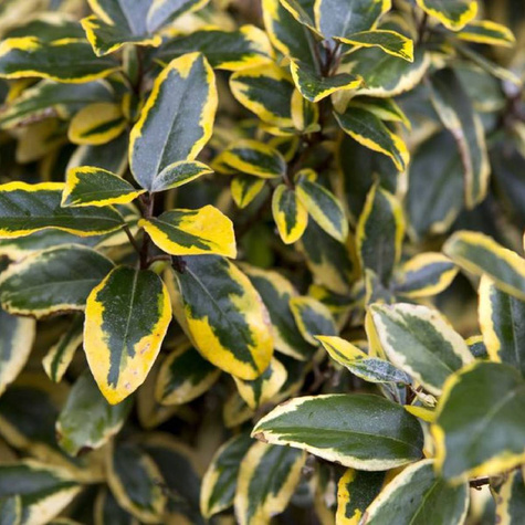 Oliwnik Ebbinga Gilt Egde