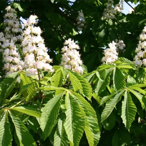 Kasztanowiec kolumnowy