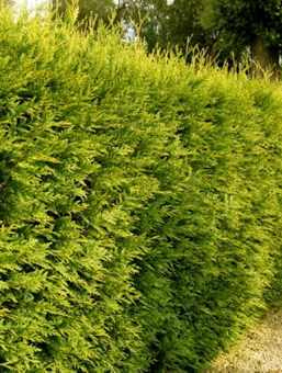 Thuja Tuja Żywotnik zachodni 'Waxen'