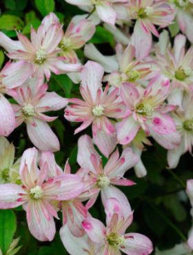 Powojnik górski Clematis Marjorie