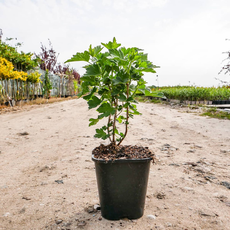 Agrest biały Hinnonmaki Gron (C2)