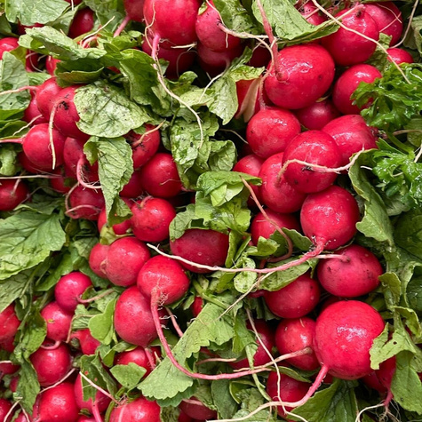 Rzodkiewka Saxa 2 nasiona ekologiczne BIO