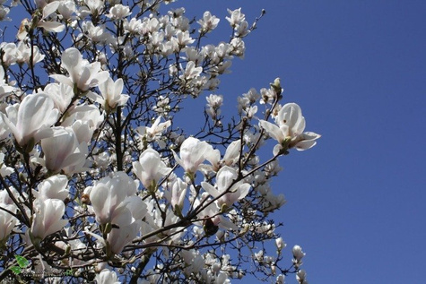 Magnolia w odmianach