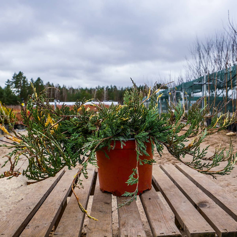 Jałowiec płożący Variegata