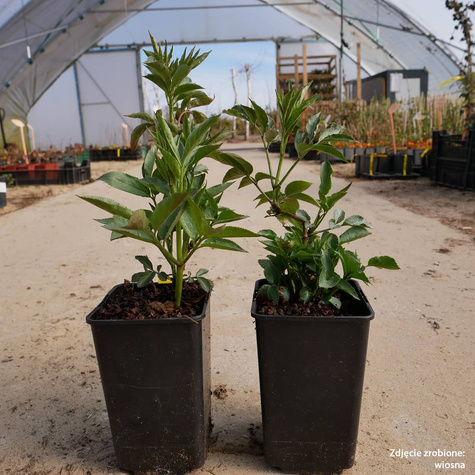 Bez czarny Bez dziki Bzowina czarna Samyl