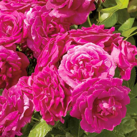 Róża Courtyard® Pasillo (C2)  pnąca pachnąca