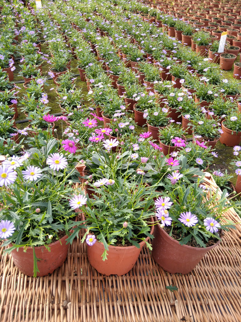 Czubatka ubiorkolistna Zestaw 3 szt. różowej i 3 szt. niebieskiej