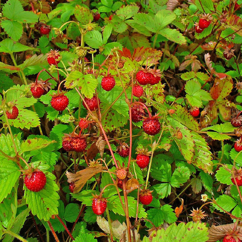 Poziomka pospolita Aleksandria Bradzo aromatyczna
