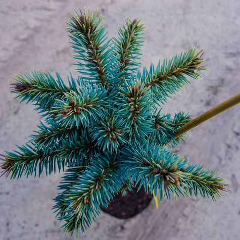 Świerk kłujacy Blaukissen na pniu Pa50