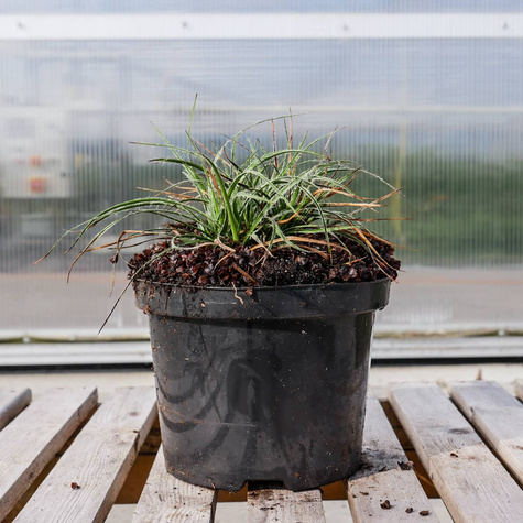 Kosmatka śnieżna Yeti (C2)