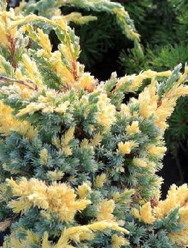 Jałowiec łuskowaty Golden Flame białe plamki