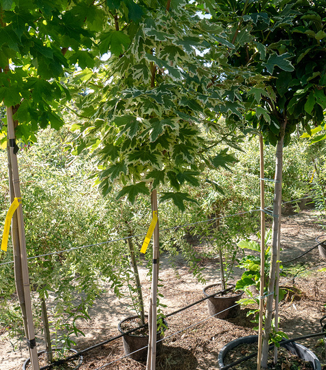 Klon pospolity Drummondi 4-6cm, H-200-250