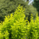 Berberys Thunberga Golden Rocket (C2)