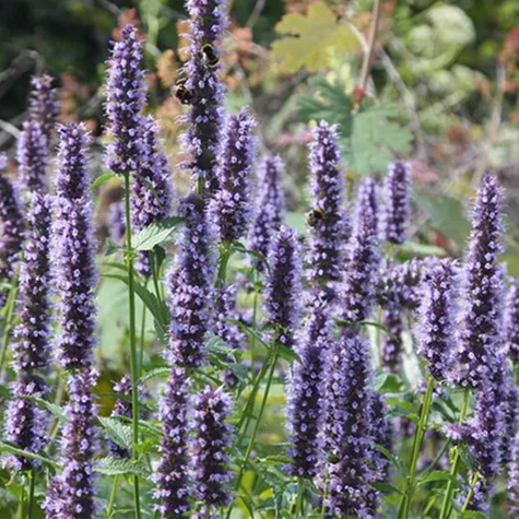 Kłosowiec ogrodowy Black Adder (C2)