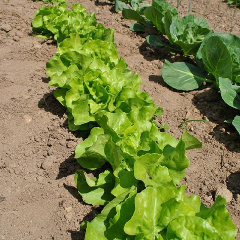 BIO Sałata Merveille 4 Nasiona 1g