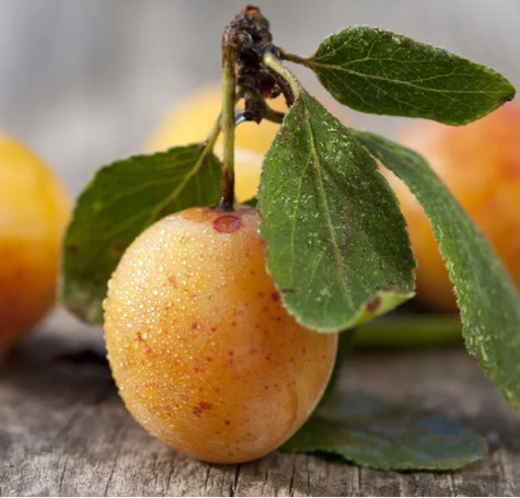 Śliwa Mirabelka z Nancy Plant Pack