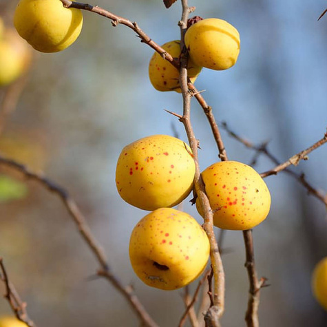 Pigwowiec Jadalny Szczepiony (C2)