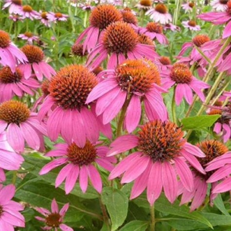 Jeżówka PowWow Wild Berry (C2)