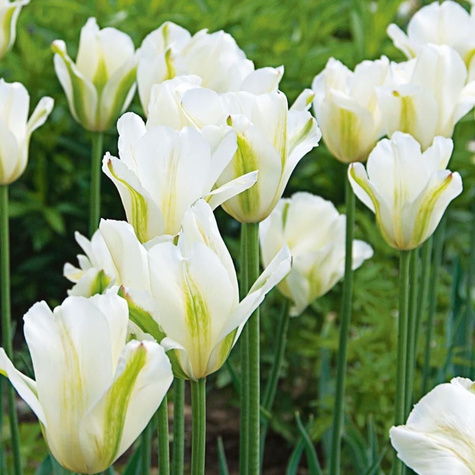 Tulipan zielonokwiatowy Spring Green