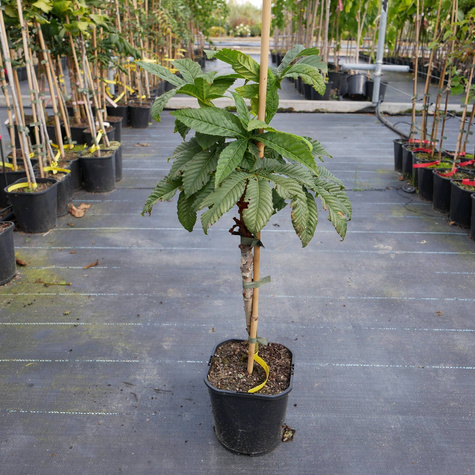 Kasztanowiec kolumnowy