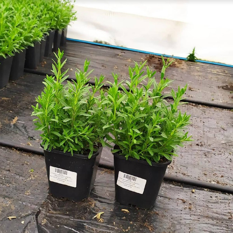 Lawenda wąskolistna