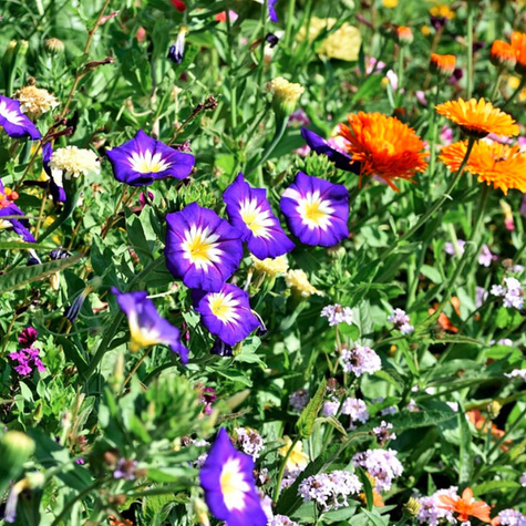 Garden Deco Kwiaty długo kwitnące Mix Vilmorin 8g