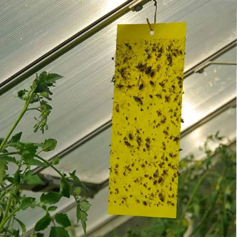 Duże żółte tablice lepowe Horiver 12szt 25x40 cm